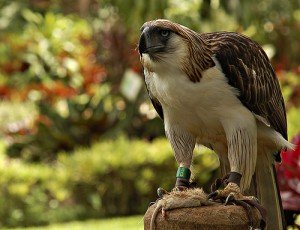 what do eagles eat