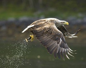 what do eagles eat