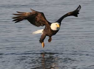 Bald Eagle flying over water, what do eagles eat | what do bald eagles eat