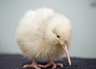 Rare White Kiwi Chick Pictures