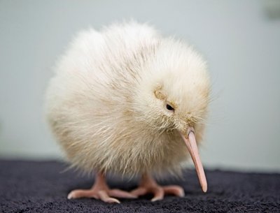 Rare White Kiwi Chick Pictures