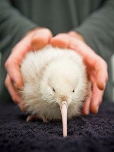 Beautiful white Kiwi Bird