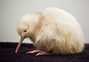 Albino Kiwi Bird pictures born in Mt Bruce National Wildlife Centre