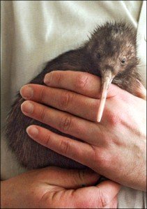 Kiwi birds are very delicate
