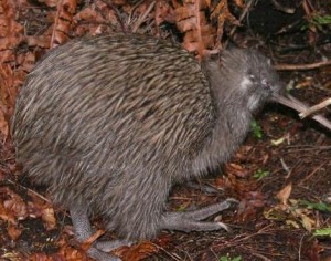 Kiwi is an endangered specie