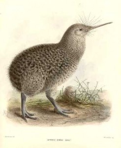 Image of kiwi bird