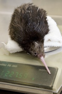 Kiwi Bird chick weighed