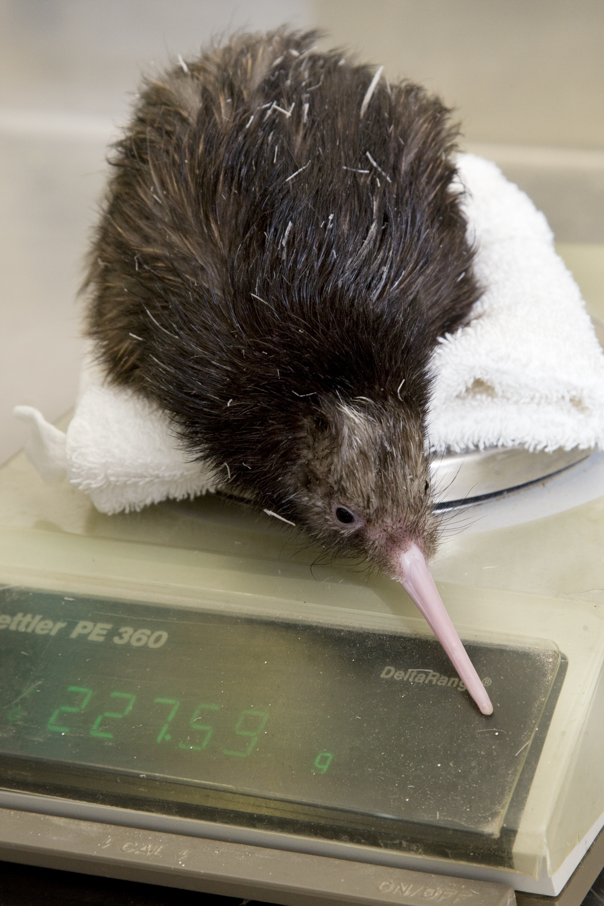 Weighing a Kiwi Bird chick - Birds Flight