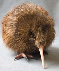 Picture of a Kiwi Bird with bushy feathers