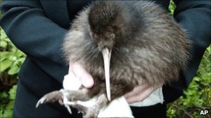 A Kiwi Bird held in hands for a photo