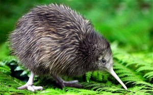 Amazing Kiwi Bird Pictures