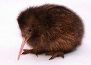 Endangered Kiwi Bird Images, Pictures and Photos