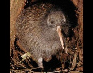 Cute Kiwi Bird Picture