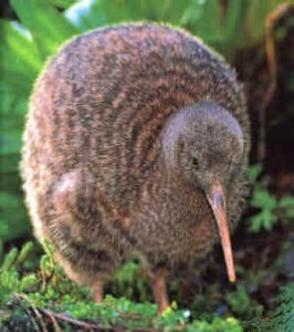 Pictures of the wingless bird kiwi