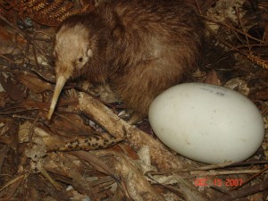 Kiwi Bird Pictures