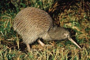 Kiwi is an endangered bird specie from New Zealand