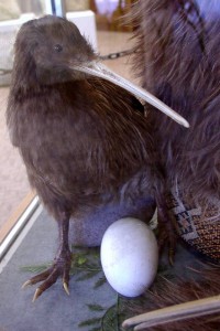 Photo of Kiwi Bird and its egg