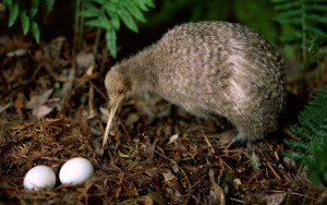 Kiwi Bird with its egg