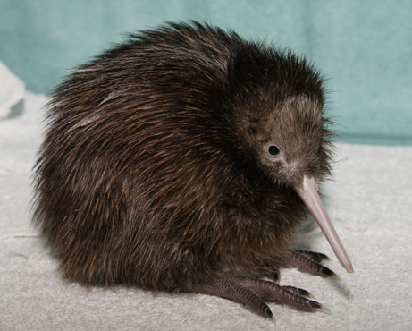 Image of a black kiwi bird