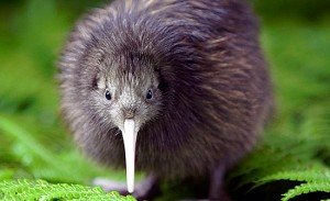 Pictures of Kiwi Bird from the front