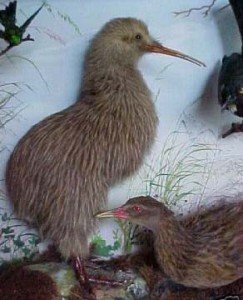 Two Kiwi Birds Display