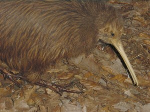 The Flightless Kiwi Bird Pictures