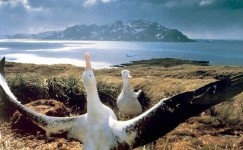 Wandering Albatross bird largest wingspan