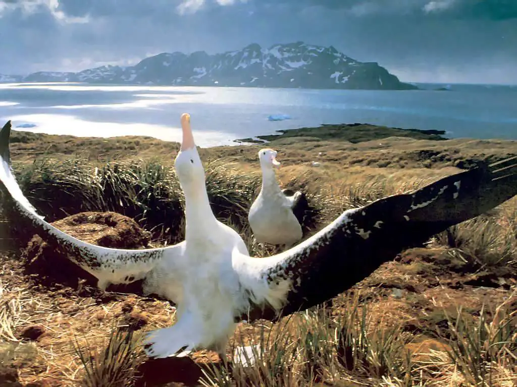 Wandering Albatross bird largest wingspan