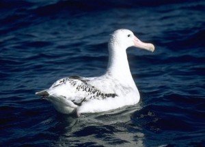 Wandering Albatross bird largest wingspan