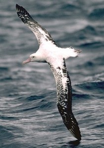 Wandering Albatross bird with largest wingspan