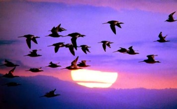 bird migration facts