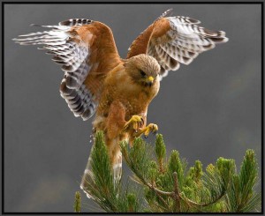 bird migration facts about hawks and raptors