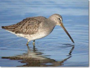 bird migration facts about shorebirds