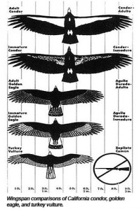 largest wingspan bird comparison chart