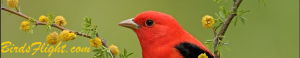 Birds Flight banner