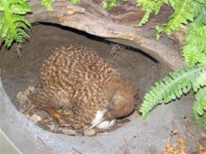 Kiwi Bird Habitat Pictures
