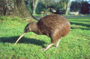 kiwi bird facts for children showing physical characterstics