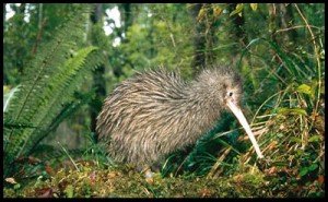 Kiwi Bird facts for kids Pictures