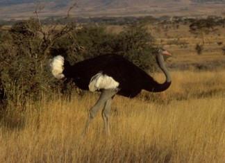 Flightless Bird and largest Bird ostrich