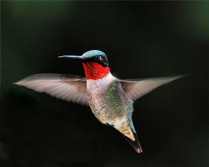 Birds Migration Facts about ruby-throated hummingbird