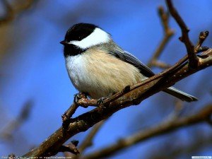 Birds Wallpaper of a sparrow