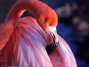 Birds Wallpaper of pink flamingo