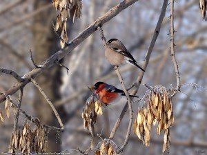 Birds Wallpaper of two birds sitting on a tree