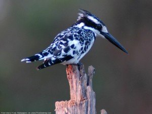 Birds Wallpaper of a beautiful bird