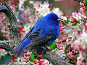 Birds Wallpaper of a blue bird