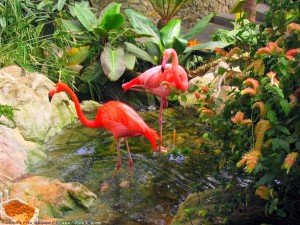 Birds Wallpaper of flamingos standing in water