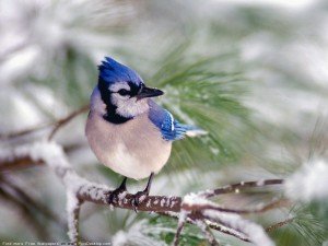 Birds Wallpaper for free to beautify your computer desktop