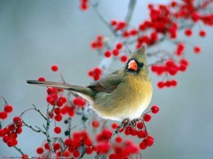 Great Birds Wallpaper