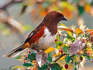 Birds Wallpaper Free to Download