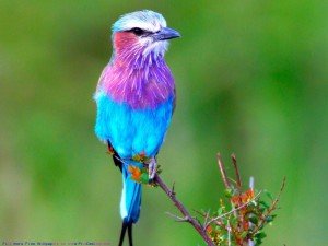 Beautiful Birds Wallpaper